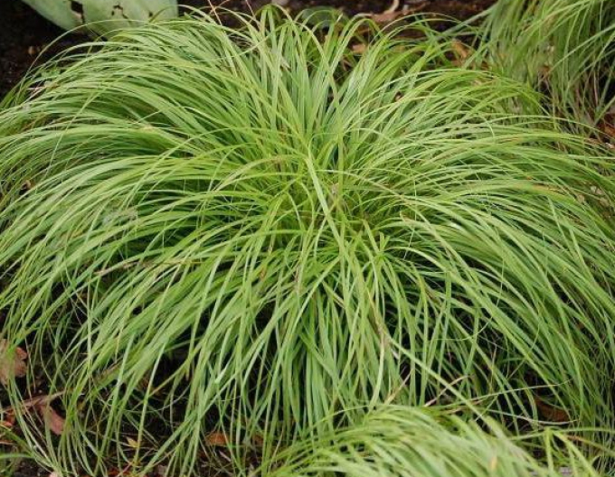 Ostřice ’The Beatles’