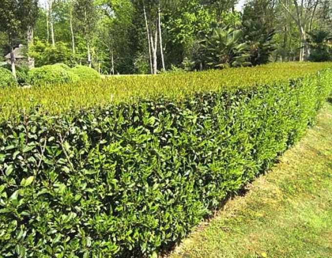 Vavřín portugalský Angustifolia