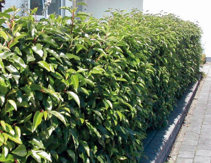 Vavřín portugalský Angustifolia