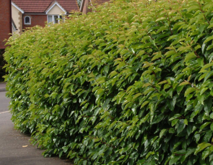 Vavřín portugalský Angustifolia