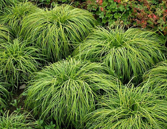 Ostřice ’The Beatles’