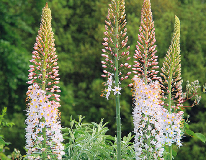 Liliochvostec - Eremurus 1ks