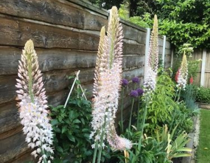 Liliochvostec - Eremurus 1ks