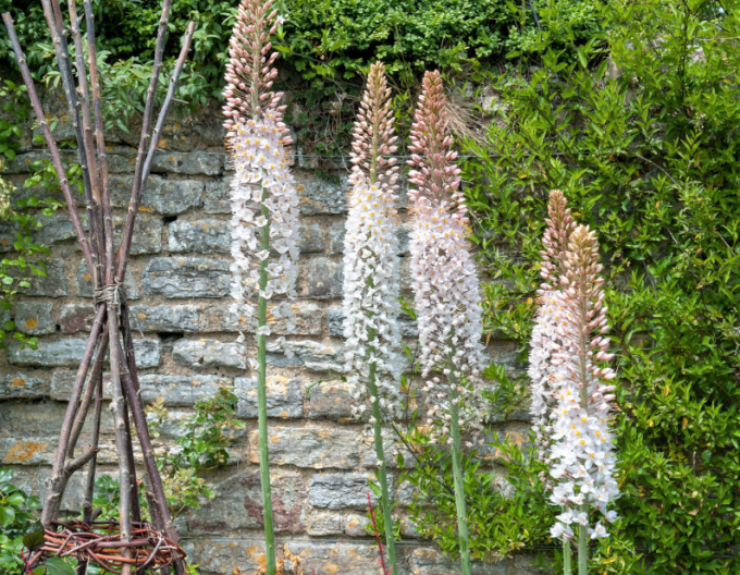 Liliochvostec - Eremurus 1ks