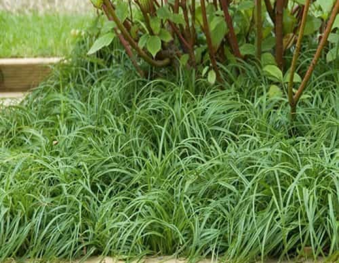 Ostřice ’The Beatles’