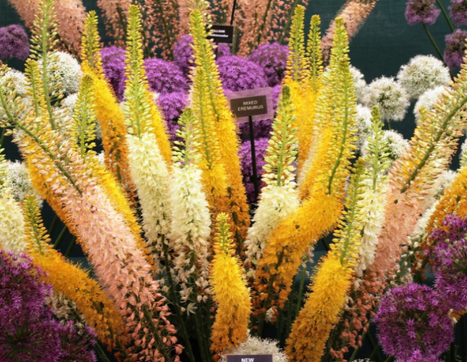 Liliochvostec hybridní - Eremurus 1ks