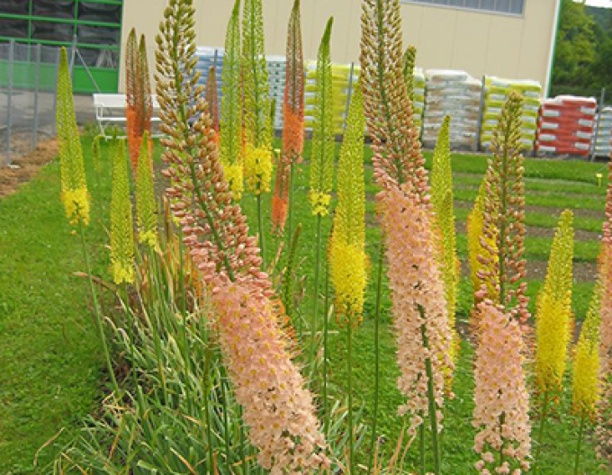 Liliochvostec hybridní - Eremurus 1ks