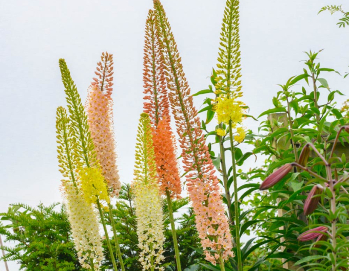 Liliochvostec hybridní - Eremurus 1ks