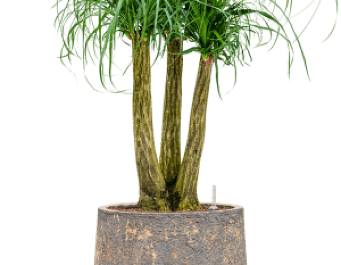 Hliněný květináč ´Baq Atlas Darcy Brown´