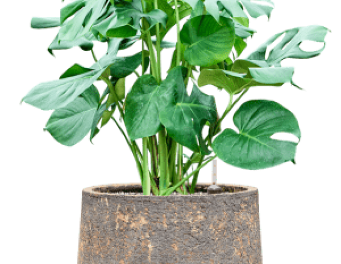 Hliněný květináč ´Baq Atlas Darcy Brown´