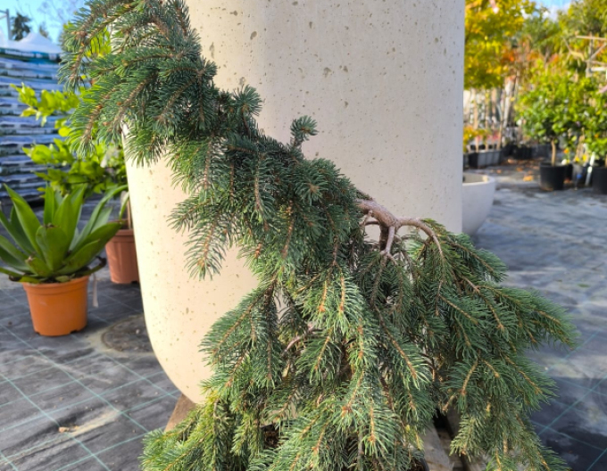 Bílý smrk ´The Blues´