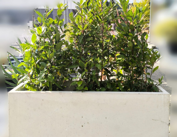 Květináč Terratico Prima Sydney L Pearl