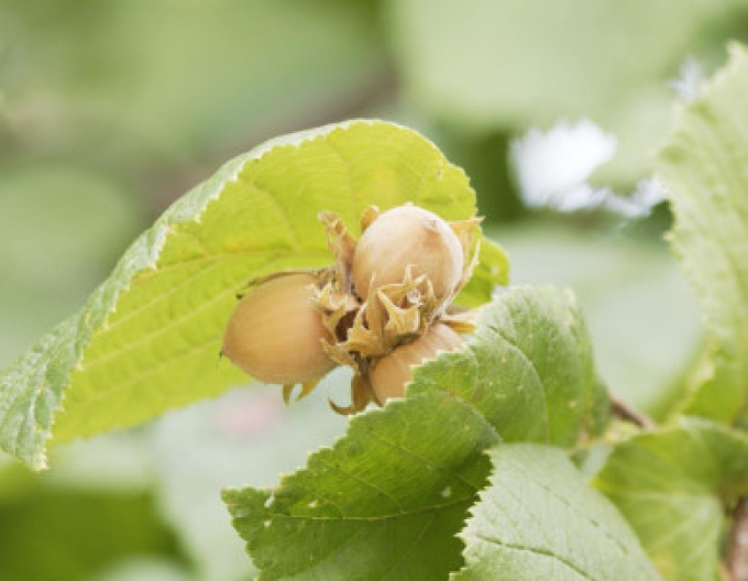 Líska obecná ´Segorbe´, kont. 35l