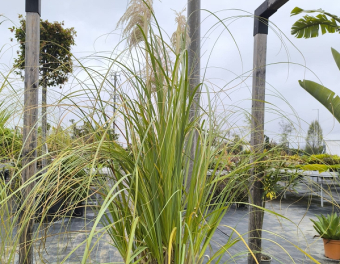 Pampová tráva - Kortadérie ´Bíla´