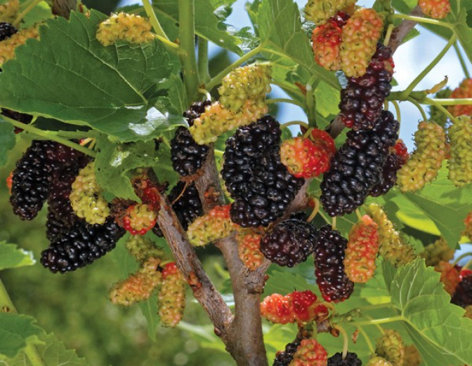 Moruše Gerardi Dwarf