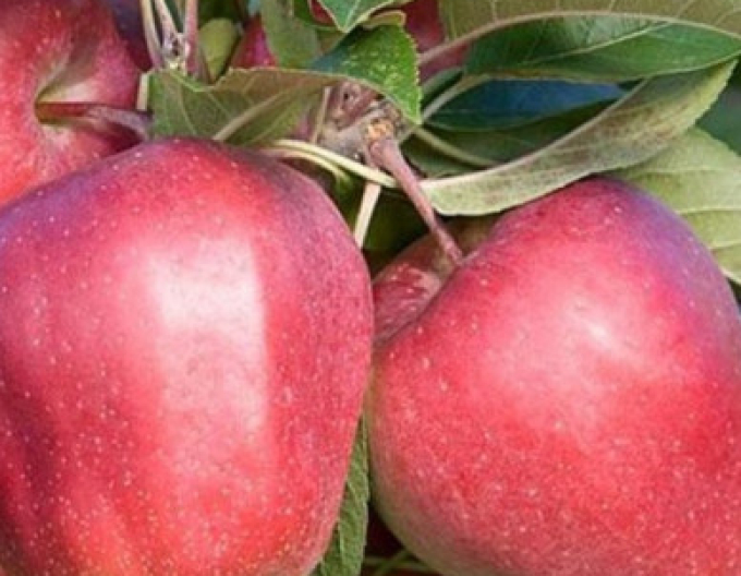 Jabloň ´Gloster´ zimní, podn. A2, prostok.