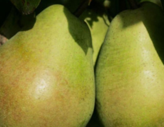 Zimní hruška ´Lucasova´, podn. Dula - mezištep Konference, prostok.