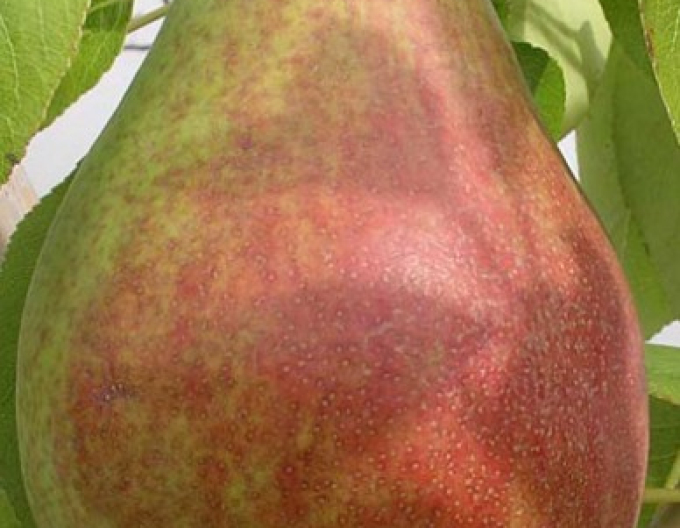 Hruška Clappová letní, podn. Dula mezištep Konference, prostok.