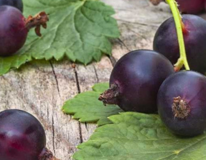 Josta STROMČEKOVÁ, prostok.