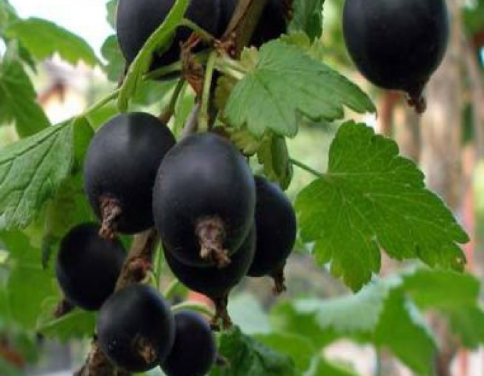 Josta STROMČEKOVÁ, prostok.