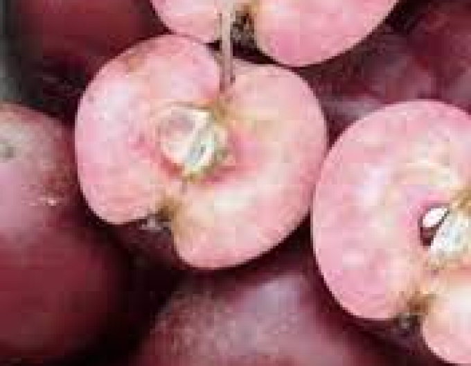 Sloupovitá jabloň Maypole podzimní, podn. M7, kont. 2l