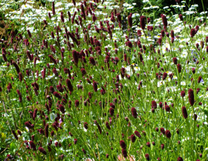 Krvavec toten Red Thunder