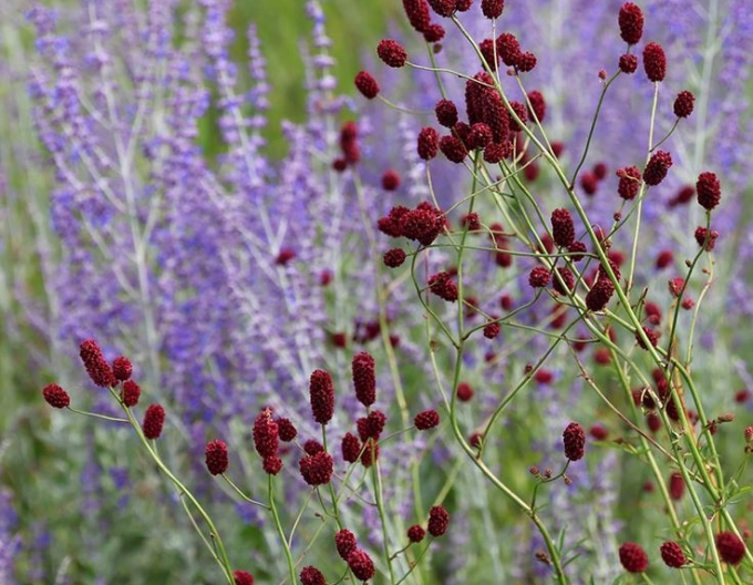 Krvavec toten Red Thunder