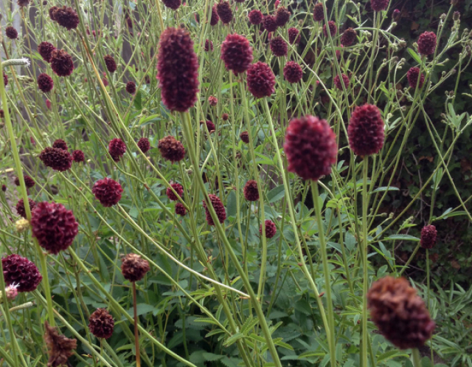 Krvavec toten Red Thunder