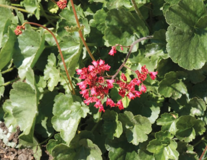 Dlužicha ´Ruby Bells´´