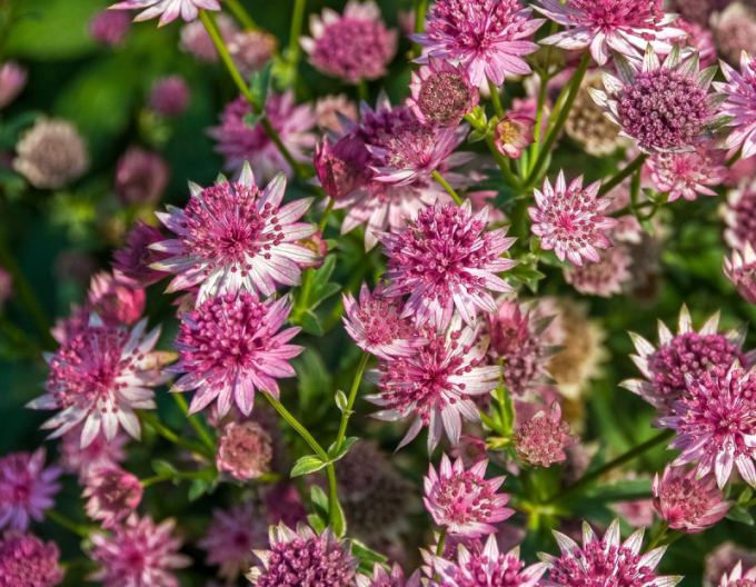 Jarmanka větší ´Rosensinfonie´