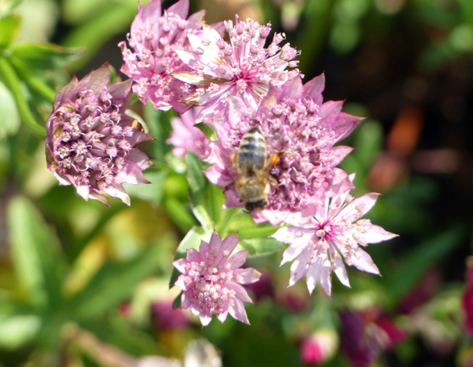 Jarmanka větší ´Rosensinfonie´