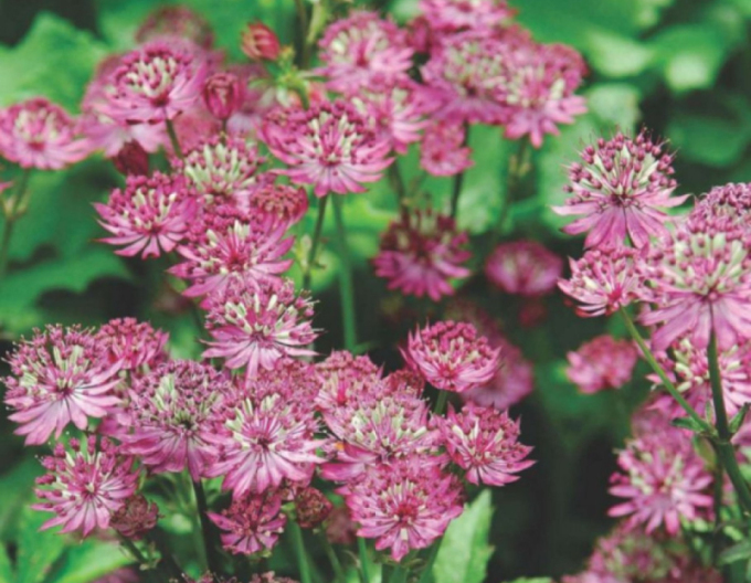 Jarmanka větší ´Rosensinfonie´