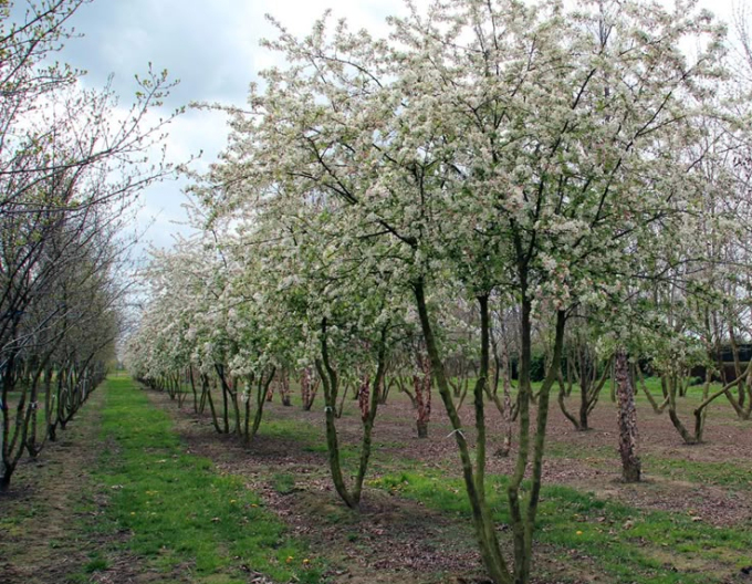 Okrasná jabloň ´Evereste´ vícekmen