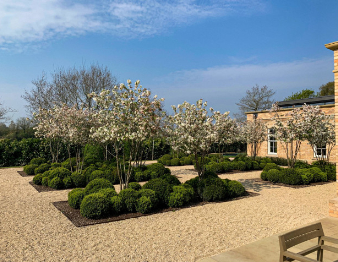 Okrasná jabloň ´Evereste´ vícekmen