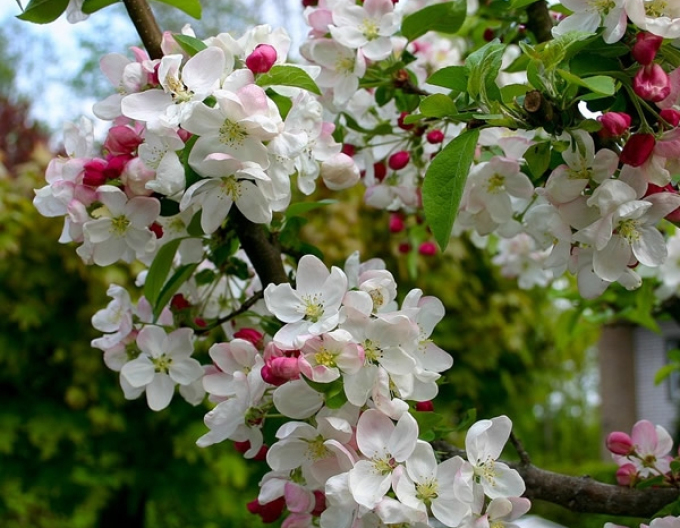 Okrasná jabloň ´Evereste´ vícekmen