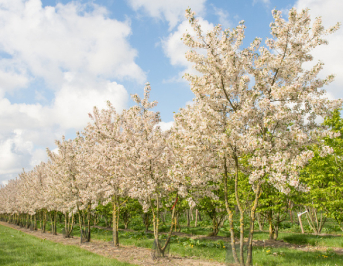 Okrasná jabloň ´Evereste´ vícekmen