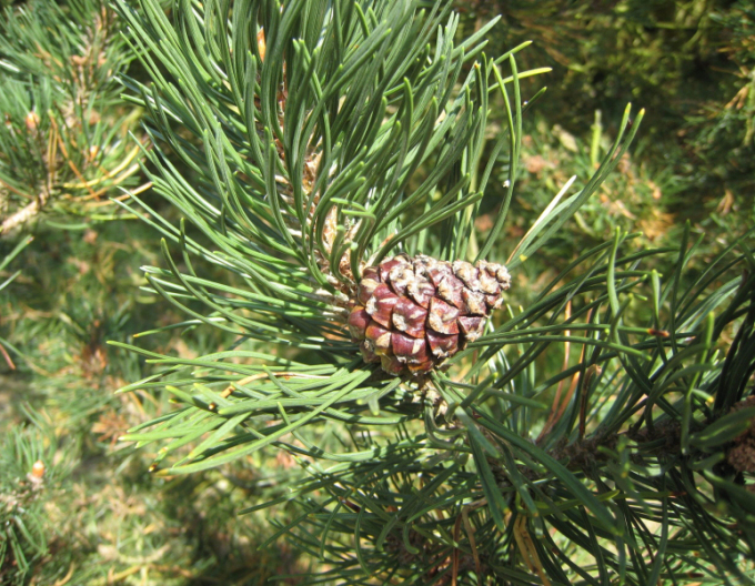 Borovice pyrenejská 40 - 50cm