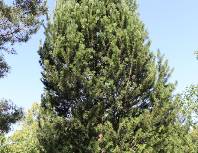 Borovice pyrenejská 50 - 60cm