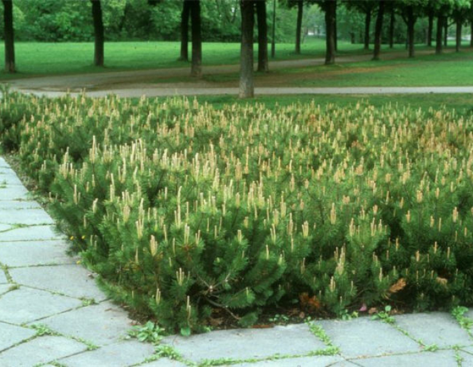 Borovice pyrenejská 50 - 60cm