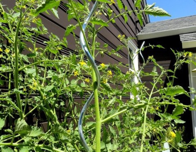 Rajčatová spirála 180 cm