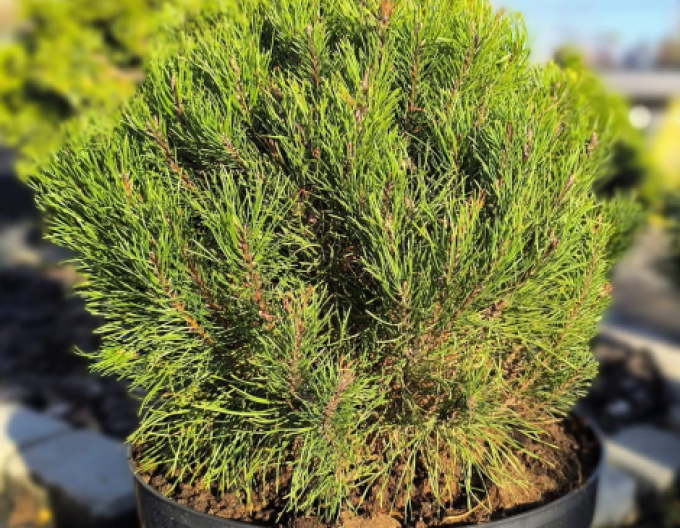 Borovice pyrenejská 40 - 50cm