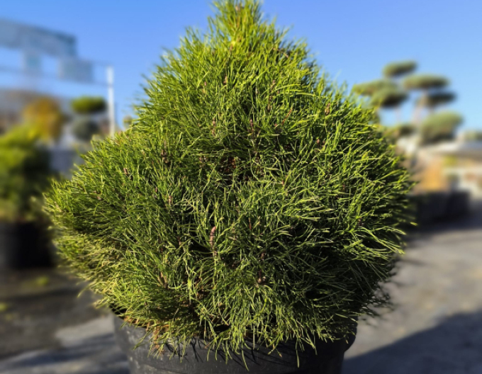 Borovice pyrenejská 40 - 50cm