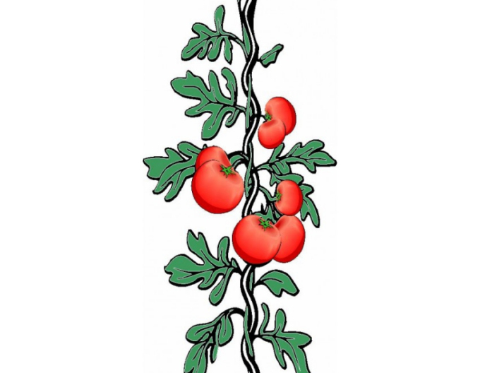 Rajčatová spirála 180 cm