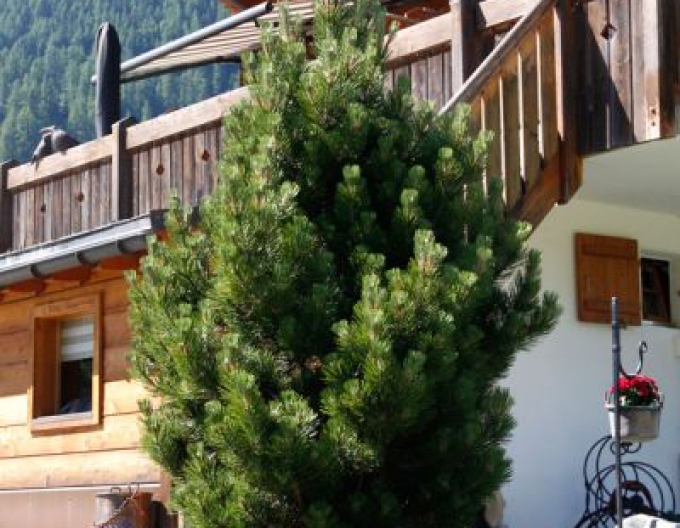 Borovice pyrenejská 70 - 100cm