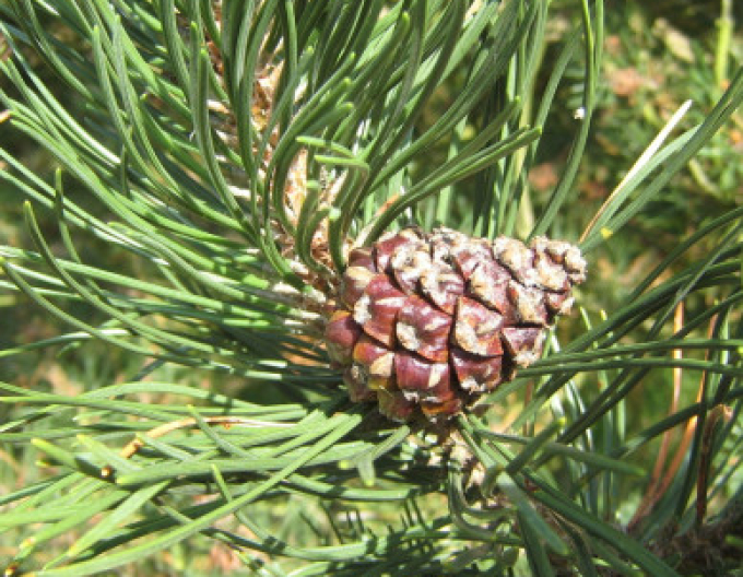 Borovice pyrenejská 70 - 100cm