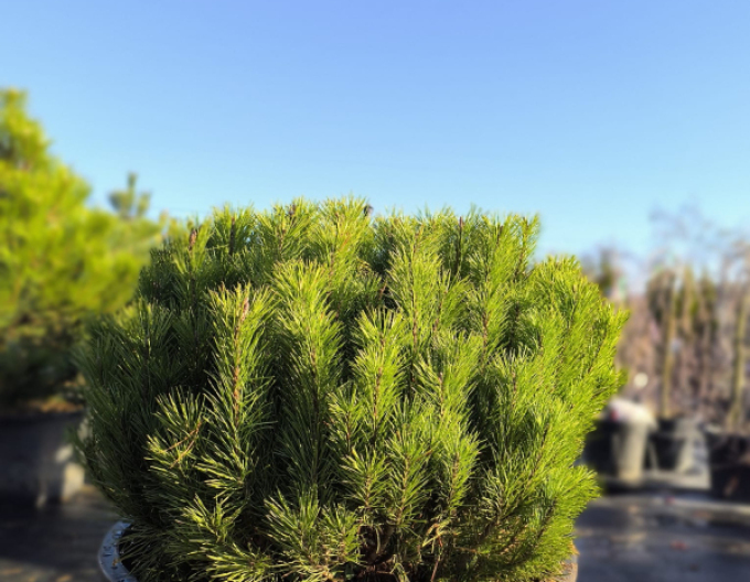 Borovice pyrenejská 70 - 100cm