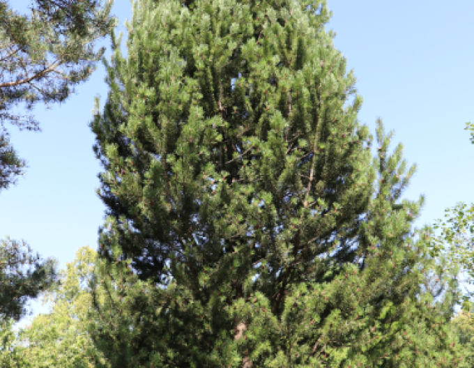 Borovice pyrenejská 70 - 100cm