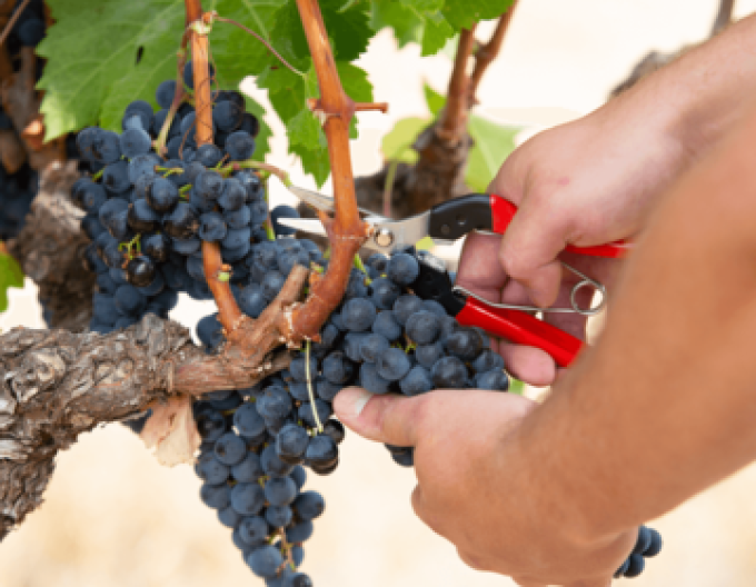 Nůžky FELCO 8 + sklízecí nůžky FELCO 321