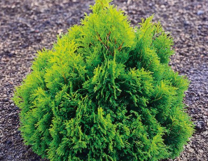 Western tuya ´Miky´