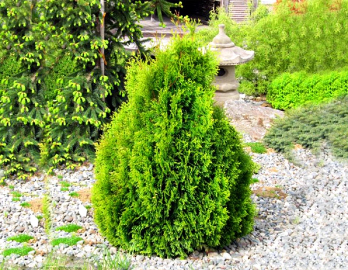 Western tuya ´Miky´